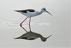 Black-winged Stilt